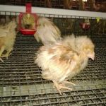 Bệnh Gumboro – Nỗi ám ảnh của người chăn nuôi gà