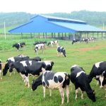 Vai trò ngành chăn nuôi đối với sự phát triển kinh tế và xã hội