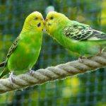 Tham khảo giá chim vẹt Hồng Kông và những lưu ý khi chọn mua vẹt