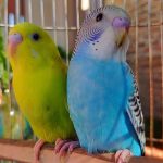 Chim Yến Phụng: Đặc điểm, cách nuôi – ăn gì, giá bao nhiêu, mua ở đâu?