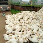 Giá Vịt Giao Động Bao Nhiêu Tiền – Cập Nhật Giá Thịt Vịt Hôm Nay