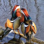 Tham khảo giá vịt uyên ương được cập nhật mới nhất