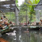 Vịt uyên ương nuôi cảnh – 5 điều cần biết về giống vịt đẳng cấp này.