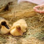 Thức ăn cho vịt con mới nở đến 20 ngày tuổi