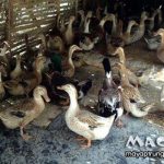 Vịt nuôi bao lâu thì bán được? 50, 60 ngày hay lâu hơn