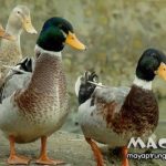 Vịt nuôi bao lâu thì đẻ trứng? Hỏi đáp Mactech Việt Nam