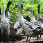 Vịt nhà, vịt trời