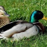 Vịt xiêm và ngan có giống nhau không