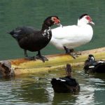 Vịt Xiêm Là Gì? Kỹ Thuật Nuôi Vịt Xiêm Lớn Nhanh Hiệu Quả