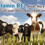 Vitamin B12 thuốc thú y cho vật nuôi thiếu máu, chậm lớn