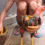 Cách Vào Nghệ Cho Gà Chọi Đạt Hiệu Quả, Phát Huy Tác Dụng