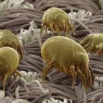 Mách nông hộ cách trị mạt gà đơn giản mà hiệu quả