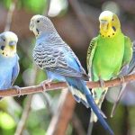 Thông Tin Về Vẹt Yến Phụng: Đặc Điểm, Kinh Nghiệm Nuôi, Giá Bán