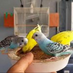 Cách nhận biết Chim Yến Phụng sắp đẻ? Nuôi bao lâu thì đẻ?