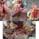 Animaid - Nhà Phân Phối Sản Phẩm Thuốc Thú Y và Thủy Sản Đáng Tin Cậy