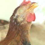 Bệnh ORT trên gia cầm