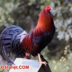 Top 10 Dòng Gà Mỹ Nổi Tiếng Nhất Thế Giới Hiện Nay