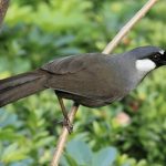 Top 7 loại chim cảnh phổ biến tại Việt Nam