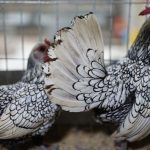 “Choáng” với 5 giống gà quý tộc, giá ngàn đô của đại gia Việt
