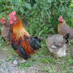 Cách Đặt Bẫy Gà Rừng Hiệu Quả Được Nhiều Anh Em Áp Dụng