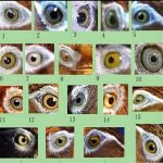 CÁCH CHỌN HỌA MI