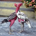 Tiết lộ các cách chọn gà chọi đòn hay không phải ai cũng biết