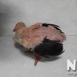 Gà bị trúng gió vẹo cổ liệt chân, cấp cứu nhanh theo cách dân gian