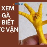 Cách xem chân gà cúng chuẩn phong thủy cho gia đình