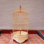 Kỹ thuật nuôi và chăm sóc chim Sơn ca hót cực đỉnh