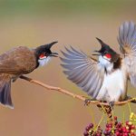 Cách kích lửa chim chào mào sau khi thay lông