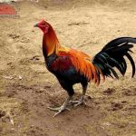 Gà Peru và những điều cần biết: đặc điểm, lai tạo và nhân giống