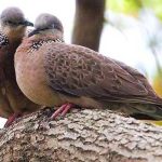 Cách phân biệt cu gáy trống mái