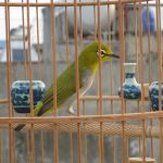 Bí quyết phân biệt chim Vành khuyên trống và mái chính xác nhất