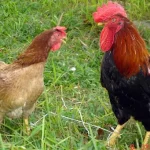 Phân Biệt Gà Trống Mái, Nhận Biết Gà Con Trống Và Mái