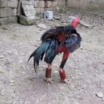 Hướng dẫn kỹ thuật tập lực cho gà chọi tốt nhất