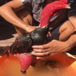 Những triệu chứng khi gà chọi bị nấm họng và cách chữa trị đơn giản