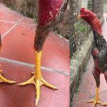 Cách xem chân gà chọi