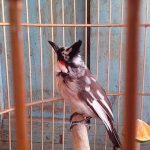 Cho chim chào mào ăn gì để căng lửa? Gợi ý các loại thức ăn kích lửa tốt cho chim