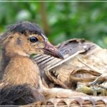 Cúm núm – đặc sản “gây nghiện” ở miền Tây