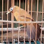 Chim họa mi ăn gì? Cách cho chim họa mi ăn đúng kỹ thuật