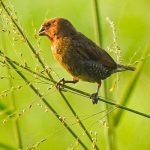 Chim Ri ăn gì? Sống ở đâu? Nuôi và bẫy như thế nào?