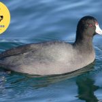 Chim Sâm Cầm là chim gì? Có tác dụng gì? Sống ở đâu?