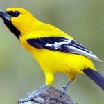 Chim Vàng Anh Ăn Đì Để Khỏe Mạnh Và Đẹp Lông Nhất?