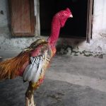 Hình ảnh về những chú gà chọi đẹp nhất Việt Nam