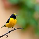 Chim Vàng Anh: Đặc điểm, Cách nuôi – Ăn gì, Giá bao nhiêu, mua ở đâu?