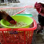 Gà Ăn Gì? Cách Lựa Chọn Khẩu Phần Ăn Cho Gà An Toàn Nhất