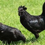 6 giống gà đắt nhất thế giới - Tạp chí Chăn nuôi Việt Nam