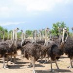 Chim Đà Điểu ăn gì? Giá bao nhiêu? Có những loại nào?