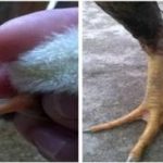 Đặc điểm ngoại hình, khả năng sản xuất, giá trị kinh tế của gà nhiều ngón