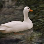 Loài vịt và những điều cần biết